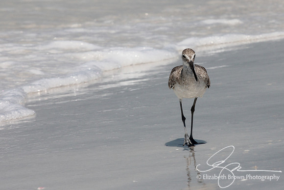 Willet