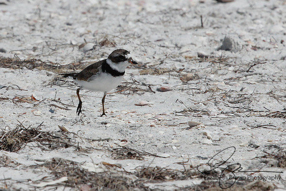Semipalmated Plover