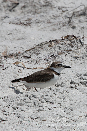 Wilson's Plover