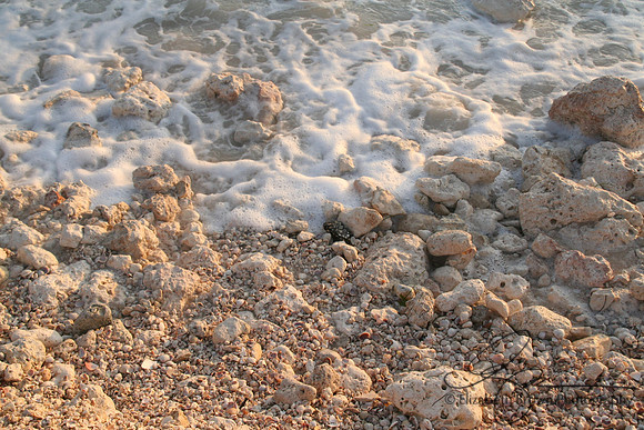 Honeymoon Island State Park
