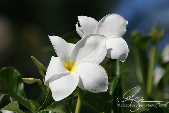 Plumeria