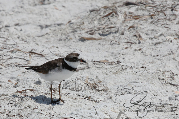 Semipalmated Plover