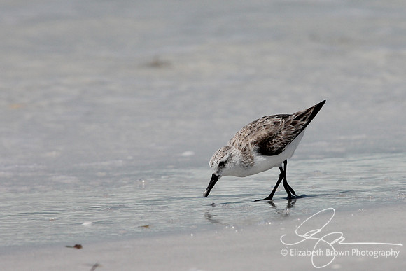 Sanderling