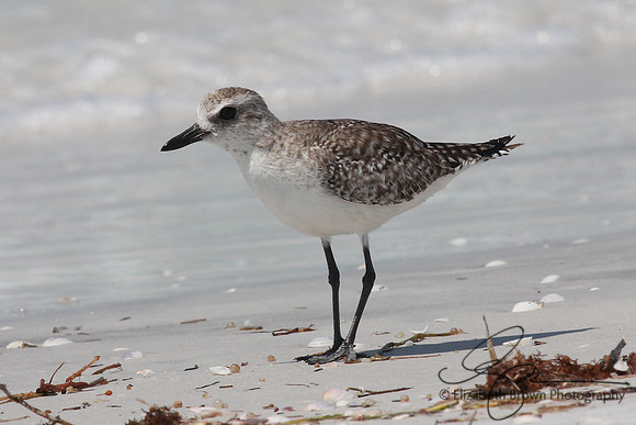 Black Bellied Plover