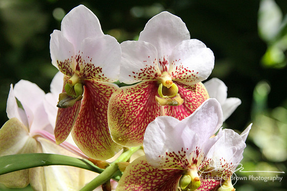 Vanda Sanderiana Orchid
