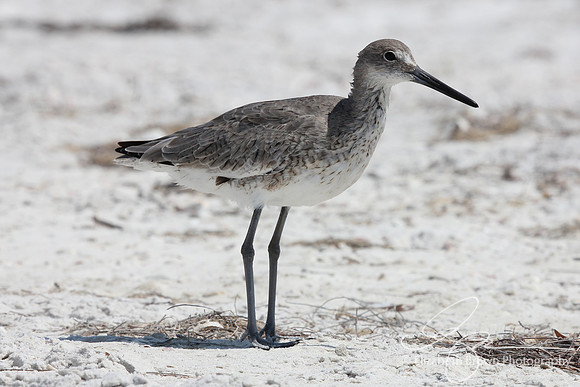 Willet