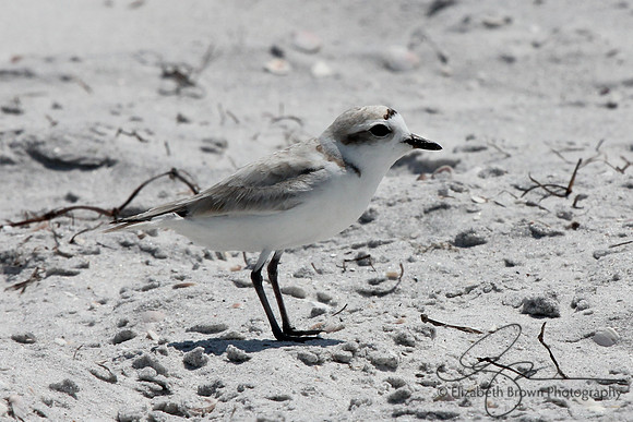 Snowy Plover