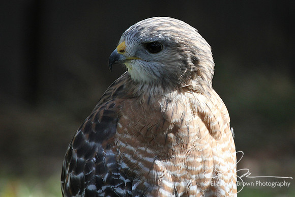 Red-shouldered Hawk