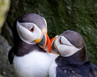 Puffin
