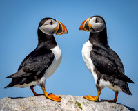 Puffins