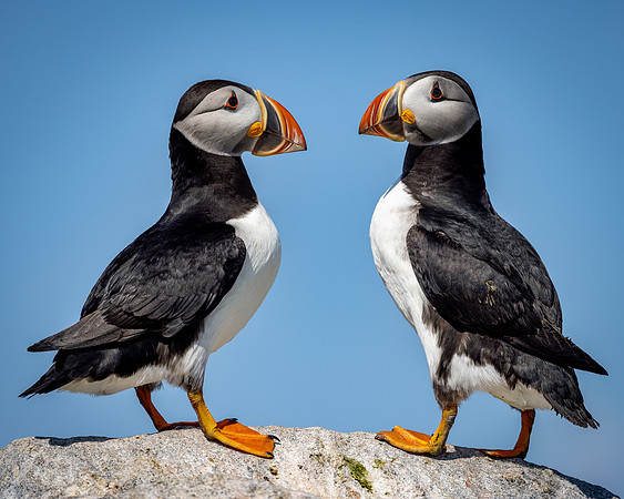 Puffins