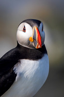 Puffin
