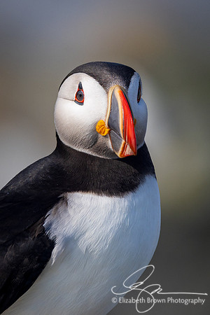 Puffin