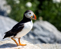 Puffin