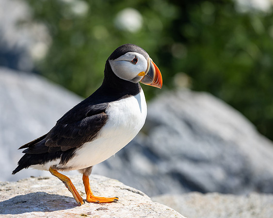 Puffin