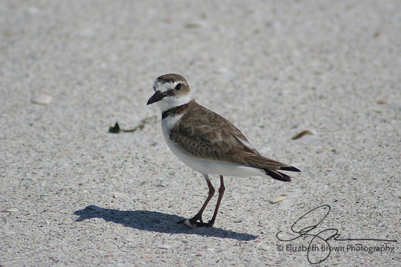 Wilson's Plover