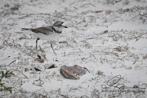 Piping Plover
