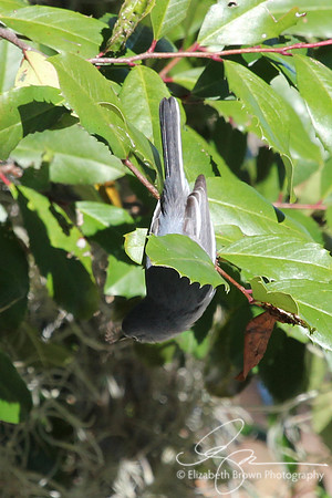 Blue-gray Gnatcatcher