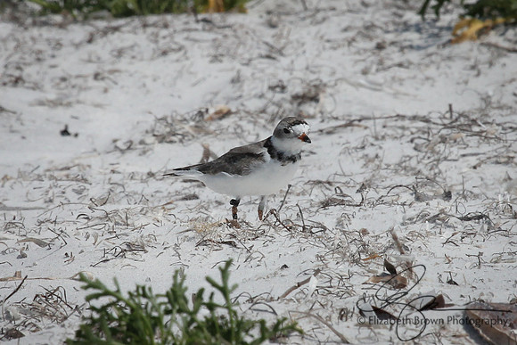 Piping Plover
