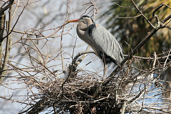 Great Blue Heron