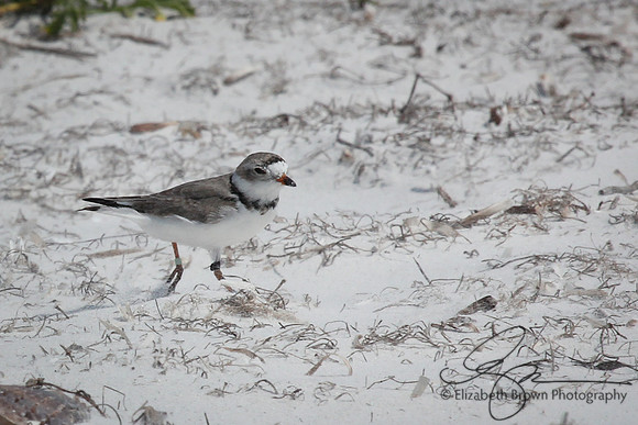 Piping Plover