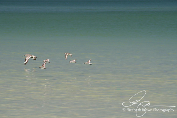 Shorebirds