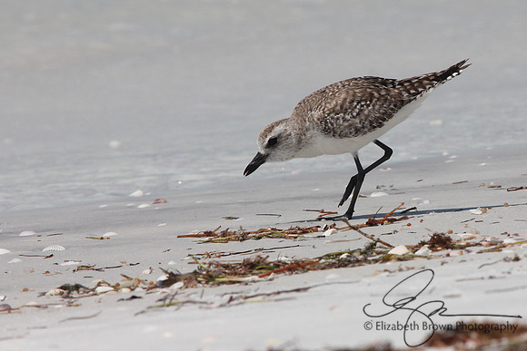 Black Bellied Plover