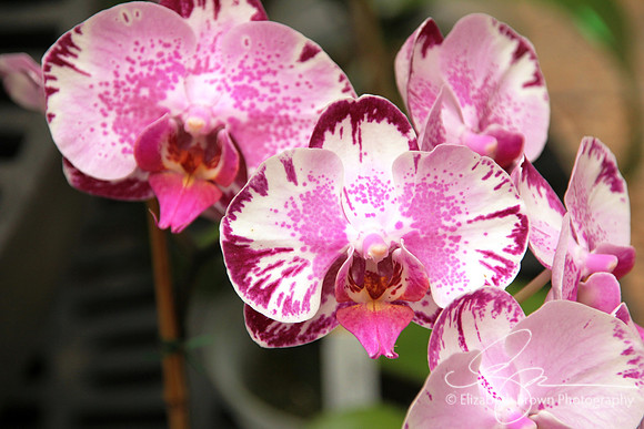 Phalaenopsis Orchid