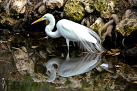 Great White Egret