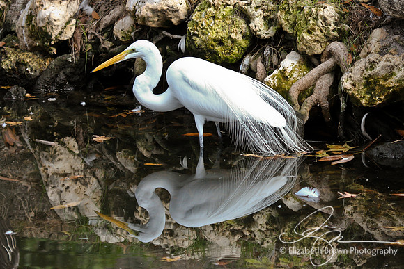 Great White Egret