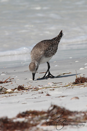 Black Bellied Plover