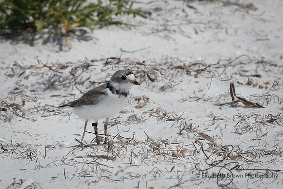 Piping Plover