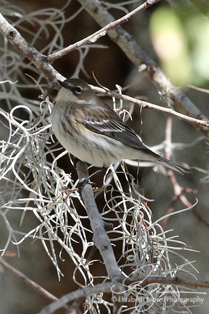 Yellow-rumped Warbler