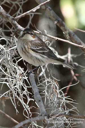 Yellow-rumped Warbler