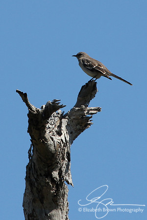Northern Mockingbird
