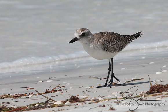 Black Bellied Plover