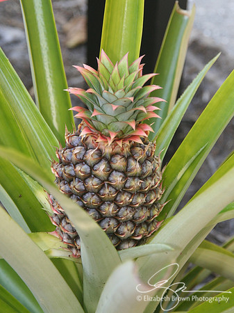 Pineapple