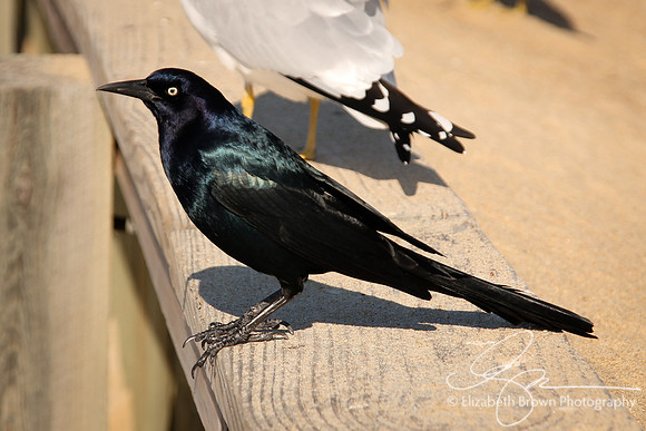 Common Grackle