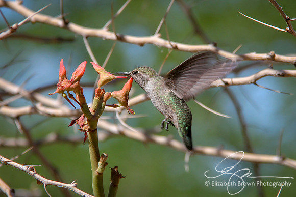 Anna's Hummingbird