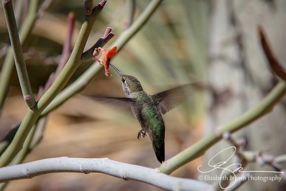 Anna's Hummingbird