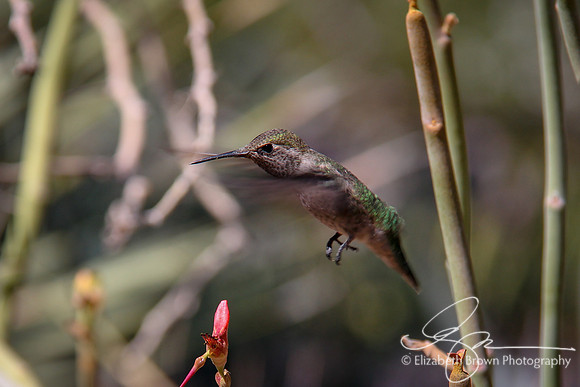 Anna's Hummingbird