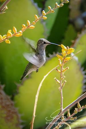 Anna's Hummingbird