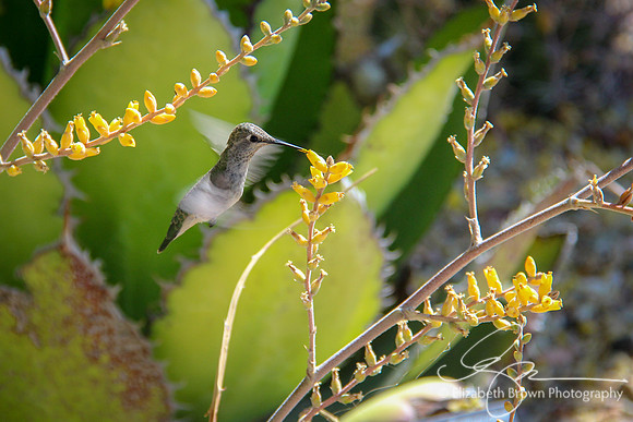 Anna's Hummingbird