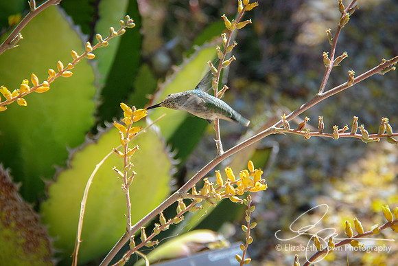 Anna's Hummingbird