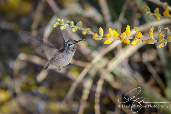 Anna's Hummingbird