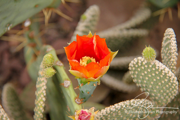 Prickly Pear Cactus