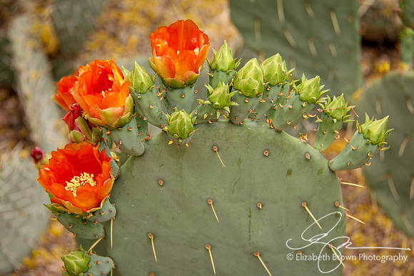 Prickly Pear Cactus