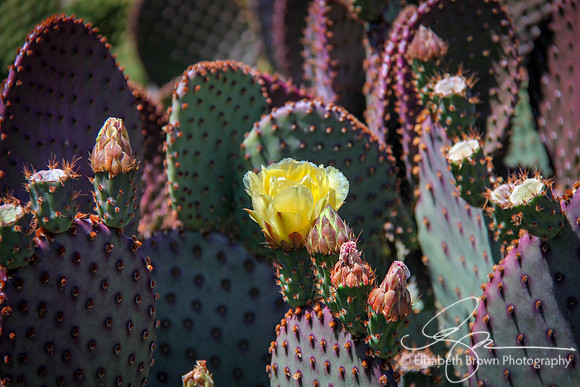 Santa Rita Prickly Pear