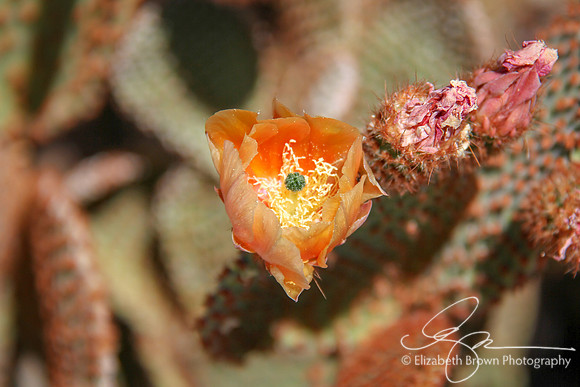 Prickly Pear Cactus