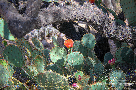 Prickly Pear Cactus